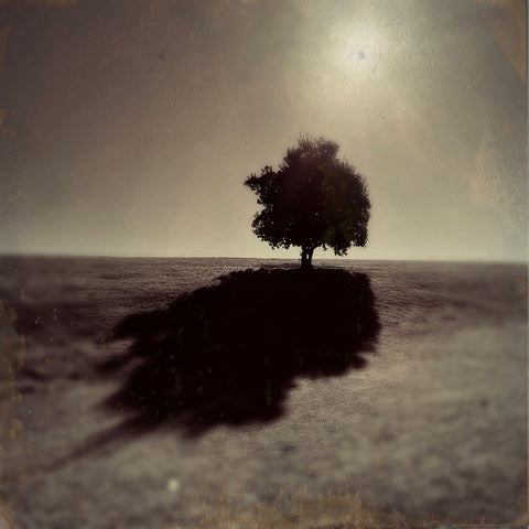 Tree with Shadow